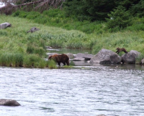 Excellent Bear viewing on the Chilkoot River
